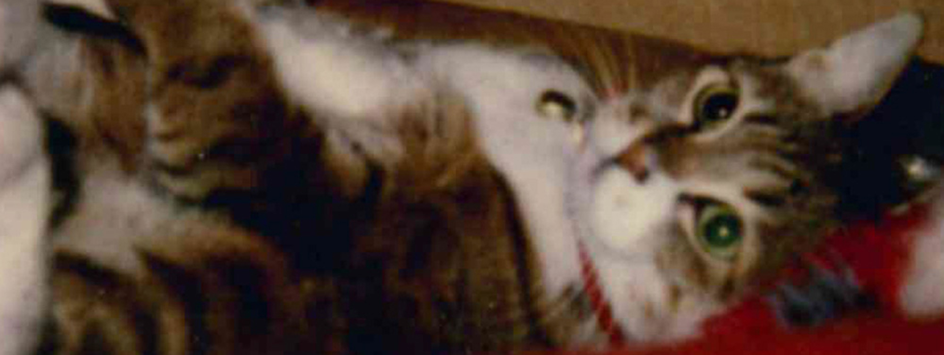 AnimalHouse Paradise