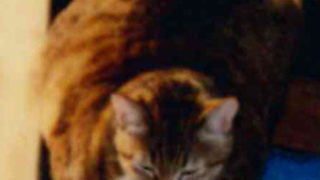 【つるうたを使用する】での公開履歴2016/9/21