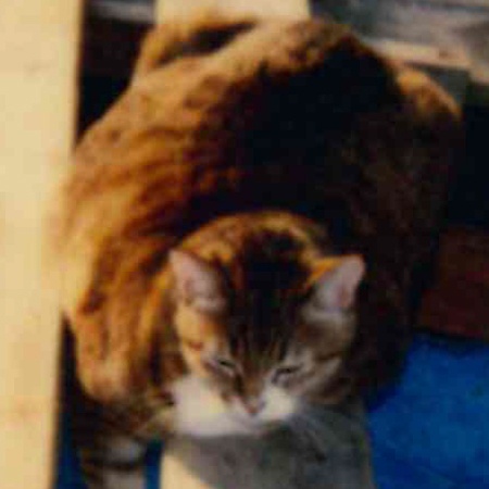 【つるうたを使用する】での公開履歴2016/9/21